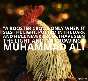 A rooster crows only when it sees the light. Put him in the dark and he'll never crow. I have seen the light and I'm crowing.